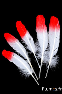 Gans rode punt - 15-21 cm - wit